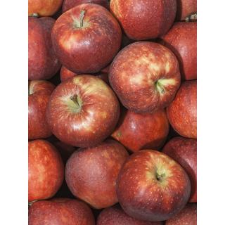 Red Jonaprince Apfel