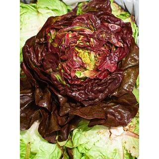 Kopfsalat rot