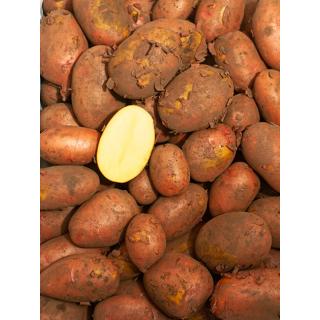 Kartoffeln rot -vorw. festk.-