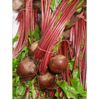 Rote Bete im Bund